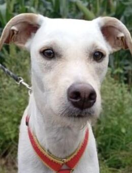 Danes süßer Bube sucht sein Glück - Morsbach