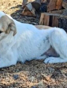 ♡Casper♡ - wer schenkt ihm sein Herz? - Alfeld (Leine)