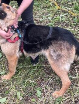 Persy sucht liebevolles Zuhause - München