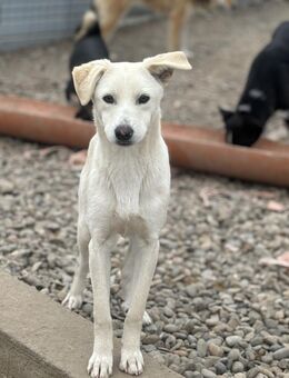 Dandi wartet auf sein Happy End - Celle