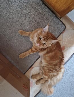 Main-coon Hauskatze - Essing