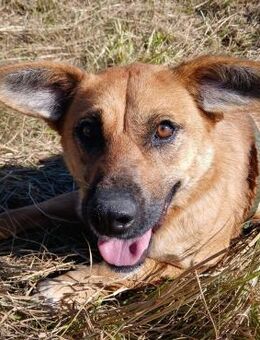 💖 Treue Stella sucht Liebe 💖NOTFALL - Eislingen (Fils)