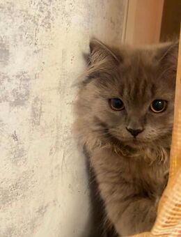 Kater Katze 1,5 Jahre alt - Potsdam