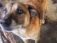 Hund Luka sucht geduldigr Menschen - Neuhausen (Fildern)