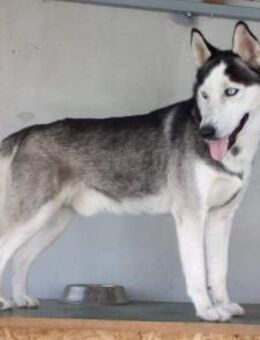 Husky MAX🩵intelligent,aktiv,kinderlieb - Hamburg