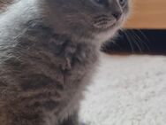 BKH Babykatze - Lahr (Schwarzwald)