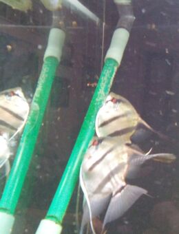 Skalare "ALTUM" - München Berg am Laim