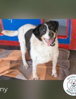 Deny Wasserratte sucht Zuhause - Kirchzell