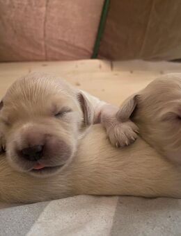 Golden Retriever Welpen - Garrel