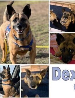 DEX -kleines Energiebündel- - Duisburg