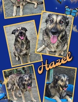 Wer schenkt Hündin Hazel ein Zuhause - Nürnberg