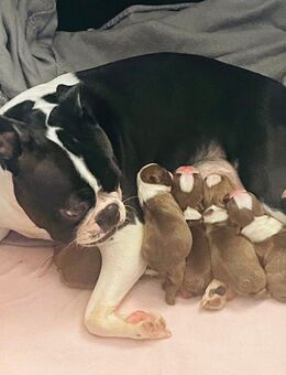 Reinrassige Traum Boston Terrier Welpen dürfen bald ausziehen ! - Aachen Zentrum