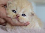 BKH & BLH Kitten mit Excellenten Stammbaum - Memmingen