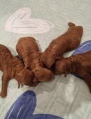 Toypudel Welpen (rüden) in 85057