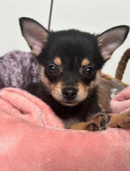 Chihuahua Zwergspitz (Pomchi) Welpen - Namborn