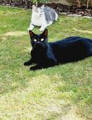 2 Kater kastriert abzugeben in 85419