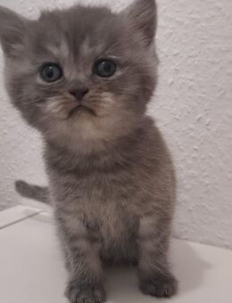 Britisch kurzhaar KITTEN 😻 - Stuttgart
