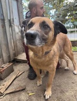 Amigó - wird er Dein bester Freund? - Köln