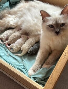 Heilige Birma Kitten ❤️ - Ritterhude