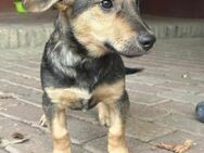 Lucy sucht ihr Für-Immer-Zuhause - Nordwalde