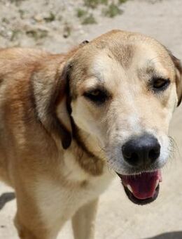 Pancho, aufgeweckt, sozial, freundlich - Westerholt