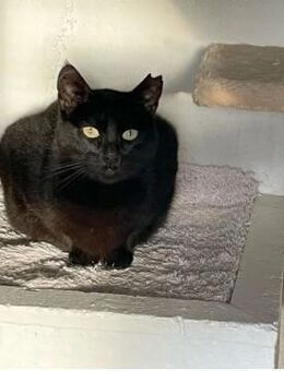 Nelson (FeLV+) sozial, lieb & verschmust - Wilhelmsfeld