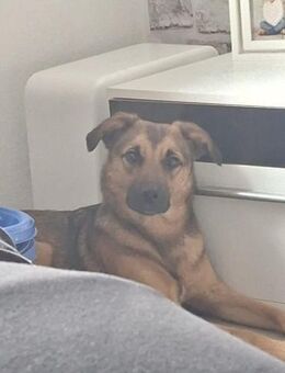❤Bell❤ sucht ein neues Zuhause - Freilassing