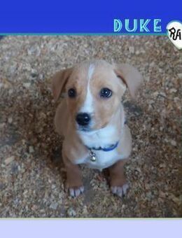 Duke 2 - der kleine Racker! - Alfeld (Leine)
