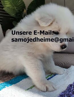 Samojeden-Welpen, 12 Wochen alt, ab 22.09. abgabebereit – 750€ - Frankfurt (Main)