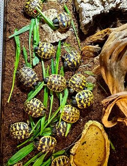 NZ Grichische Landschildkröte aus 2025 - Erfurt