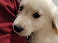 Golden Retriever Welpen - Giebelstadt