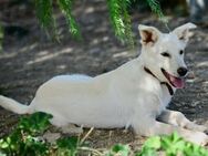 Louk, lebensfroher Junghund, 10M 85591 - Vaterstetten