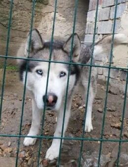 ZIGGY sucht sein Zuhause - Gefrees