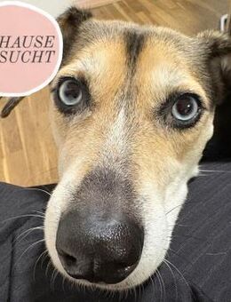RONJA sucht ihr Für-immer-Zuhause ❤️ - Saarbrücken