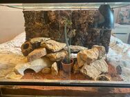 3 Fächerfinger Geckos mit Terrarium und Zubehör in liebevolle Hände abzugeben - Hohenfelden
