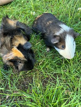 2 Meerschweinchen Böckchen unkastriert - Schipkau