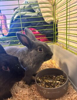 🐰🐰 2 Kaninchenschwestern – ca. 7 Monate – gesund & aktiv – nur zusammen! 50 € - Gelsenkirchen