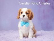 Charmanter Cavalier King Charles Spaniel, männlich, geboren am 11.03.2024, zu verkaufen! - Berlin