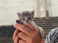 Süßes Katzenbaby - Hohenmölsen
