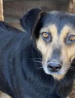 Linus - mit unsicherem Blick 🐾 - Elsdorf (Nordrhein-Westfalen)