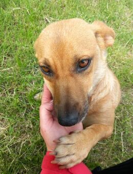 Mali ist eine kleine Schmusebacke 🐾 - Elsdorf (Nordrhein-Westfalen)