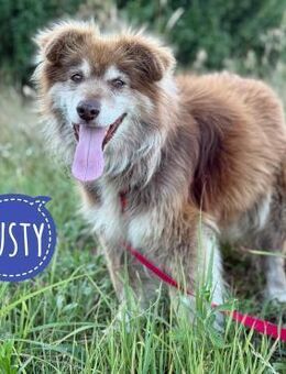 Rusty möchte geliebt werden - Flörsheim-Dalsheim