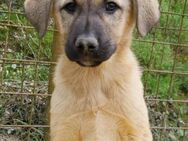 Aktive Amy 💗 sucht Liebe+Geborgenheit - Hamburg