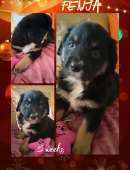 Tolle Golden Aussie Welpen mit Ahnenpass - Altendorf (Regierungsbezirk Oberpfalz)