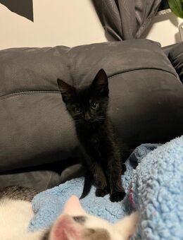 Süße Katze ist bereit zum Ausziehen - Duderstadt