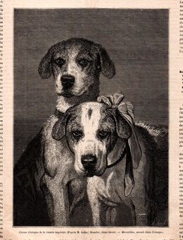 Grafik , Hunde , Chiens d`attaque de la venerie imperiale (D`apres M. Jadin.) Rocador, chien decore. - Merveillau , second chien d`attaque., Blatt 24,5cm x 18cm , M7 - Görlitz
