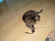 Babys suchen ein neues Zuhause - Bremen