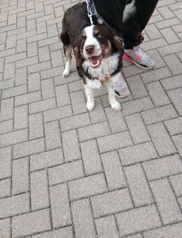 Hùndin Nora Luna Shepard Australien - Oelsnitz (Erzgebirge)