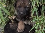 Deutsche Schäferhunde Ost Linie mit geradem Rücken ! - Lossatal