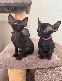 Vier wunderschöne Sphynx Elfensphynx Velours suchen ein liebevolles Zuhause ❤️ - Molbergen